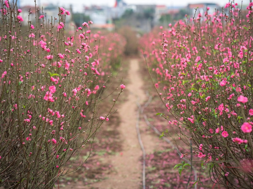 Từ vựng Tiếng Anh về Tết - Các loài hoa đặc trưng ngày Tết